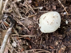 Amanita aestivalis