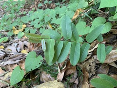 Cryptolepis sinensis