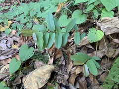 Cryptolepis sinensis