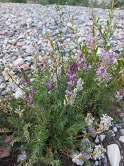 Oxytropis baicalia