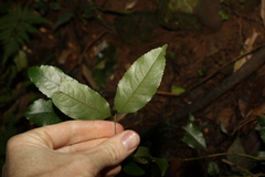 Daphnandra apatela