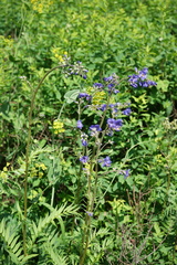 Polemonium caeruleum