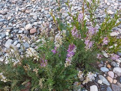 Oxytropis baicalia