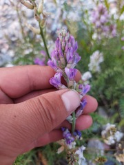 Oxytropis baicalia