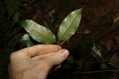 Daphnandra apatela