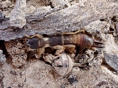 Pygidicranidae
