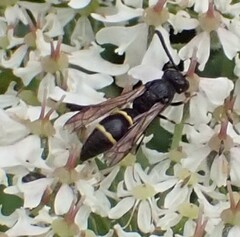 Symmorphus bifasciatus