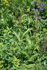 Polemonium caeruleum
