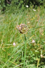 Allium oleraceum
