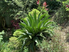 Agave wercklei