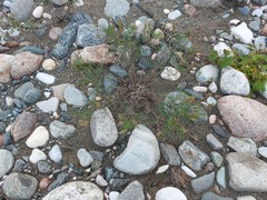 Astragalus versicolor