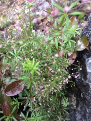 Galium aschenbornii