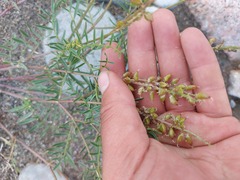Astragalus versicolor