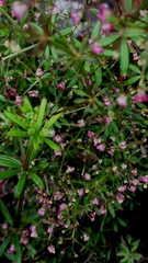 Galium aschenbornii
