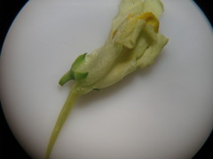 Linaria vulgaris