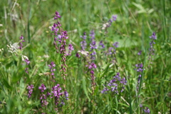 Polygala hybrida