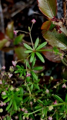 Galium aschenbornii