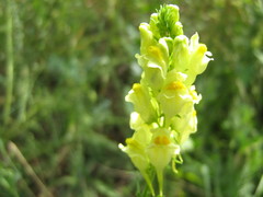 Linaria vulgaris