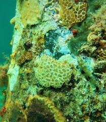 Distaplia