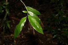 Meiogyne stenopetala