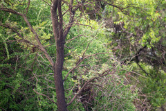 Melaniparus cinerascens