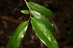 Meiogyne stenopetala