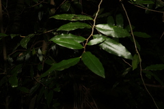 Meiogyne stenopetala