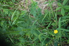 Kitagawia baicalensis