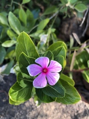 Catharanthus roseus