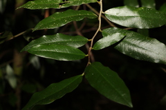 Meiogyne stenopetala