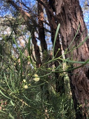 Acacia crassiuscula