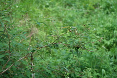 Rubus sachalinensis