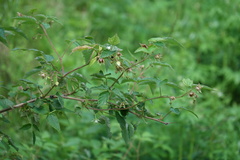 Rubus sachalinensis
