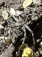 Eusparassus