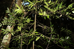 Meiogyne stenopetala