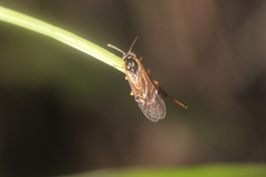 Athalia cordata