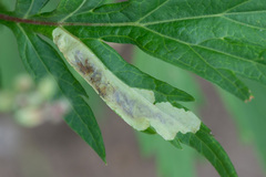 Calycomyza artemisiae