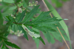 Calycomyza artemisiae