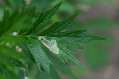 Calycomyza artemisiae