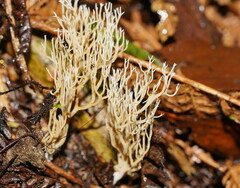 Phaeoclavulina ochracea