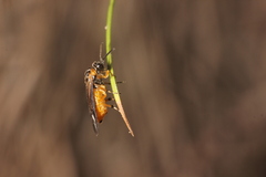 Athalia cordata