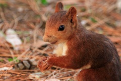 Sciurus vulgaris