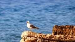 Larus michahellis