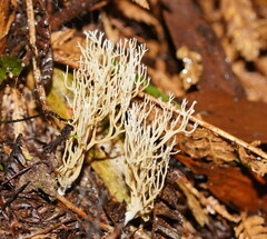 Phaeoclavulina ochracea