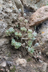 Graptopetalum pachyphyllum