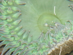 Elliptochloris marina