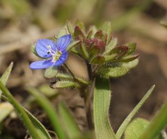 Veronica triphyllos