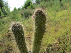 Nyctocereus serpentinus