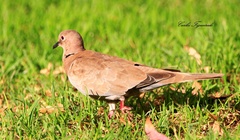 Streptopelia decaocto