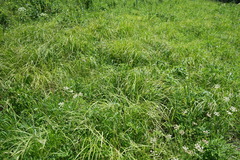 Carex arnellii